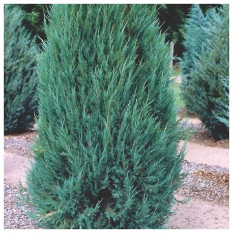 Juniperus scopulorum 'Blue Arrow'