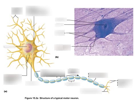 typical motor neuron Diagram | Quizlet