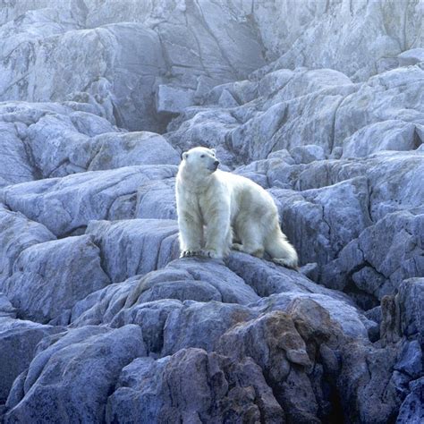 Actualizar 109 Images Dibujo Oso Polar En Peligro De Extincion