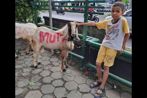 Sindo Hi Lite Murid Sd Ini Tiap Hari Menabung Untuk Beli Kambing Kurban