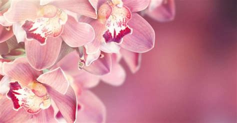 Orchid Flower Meaning General Symbolisms Cultural Significance And More