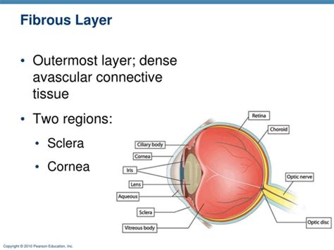 Conjunctiva Cornea Sclera Flashcards Quizlet