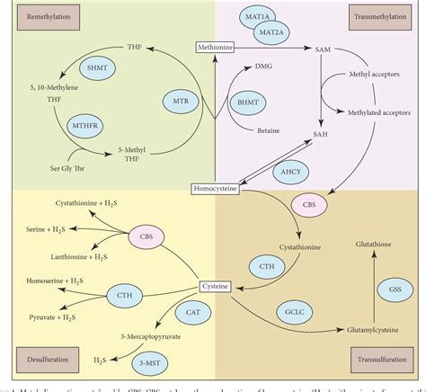 Figure 1 From Cystathionine β Synthase In Physiology And Cancer