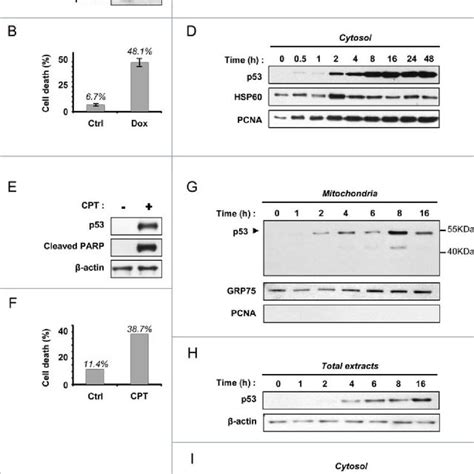 Marked Decrease Of Mitochondrial P53 During Late Apoptosis In Pa 1