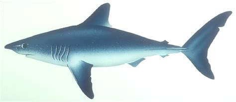 Porbeagle shark photo and wallpaper. Cute Porbeagle shark pictures