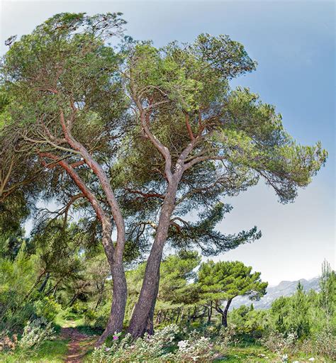 Pinus Halepensis Monaco Nature Encyclopedia