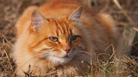 Chat roux ses spécificités et les meilleures races