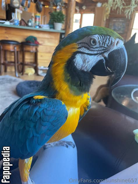 Sunshine Nude OnlyFans Leaks Photo Fapopedia