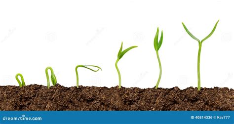 Plants Growing From Soil Plant Progress Isolated Stock Photography