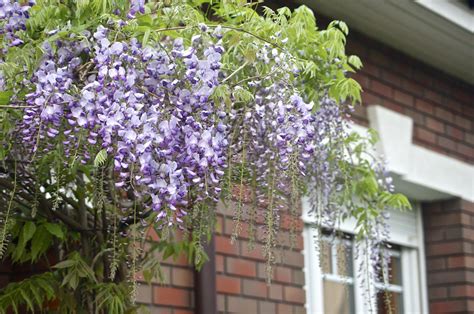 Zobacz wątek Glicynia Wisteria uprawa pielęgnacja doświadczenia