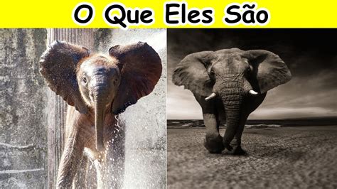 Elefante Significado Espiritual Simbologia Do Elefante Youtube