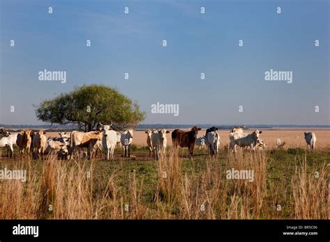 Cattle Paraguay South America Stock Photo Alamy