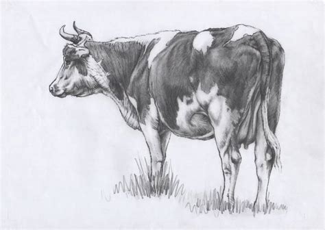 Cow Pencil Drawing at PaintingValley.com | Explore collection of Cow ...