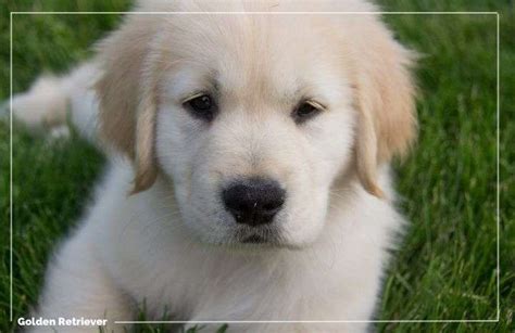 Por Qu El Golden Retriever Es La Raza Perfecta Para Ti Feelcats