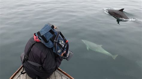 Magical Moment With A Pod Of Boat Chasing Dolphins Youtube