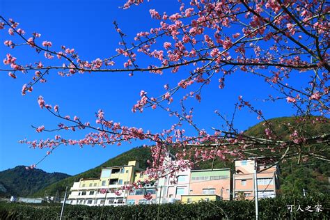 2024嘉義【樟樹湖河津櫻王】最新花況，茶園山景風光明媚 可人之家