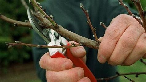 Cum se taie corect cireșii formarea coroanei primăvara vara toamna