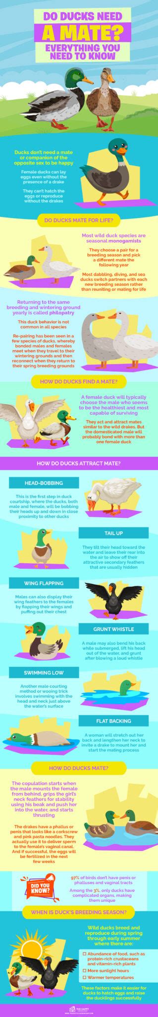 Do Ducks Need A Mate Everything You Need To Know