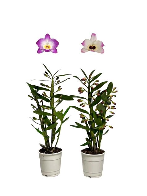 Dendrobium Nobile Starclass Rosa H45 In Vaso 12 Cm OBI