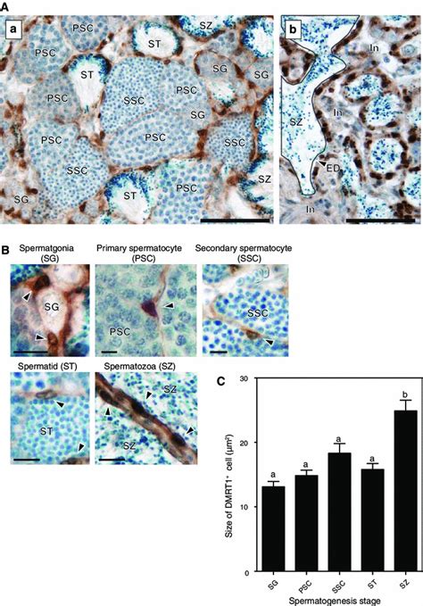 Localizations Of Dmrt Protein In The Adult Ip Male Testis A