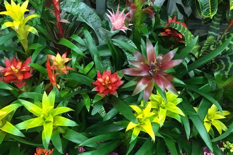 Types of Bromeliads to Grow in Australia | Ultimate Backyard