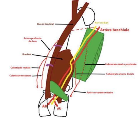 Vascularisation du membre supérieur Cartes Quizlet