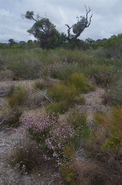 Pericalymma Ellipticum Beaufortia Elegans And Melaleuca P Flickr