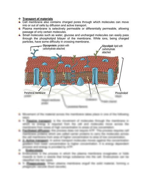 SOLUTION: Plasma membrane and its functions - Studypool