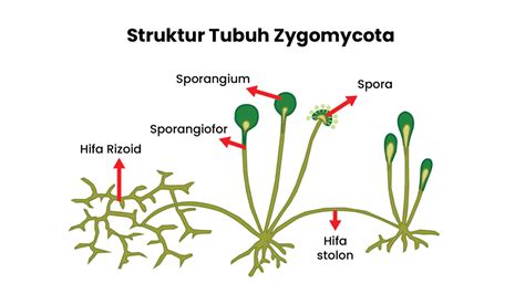 Gambarkan Struktur Tubuh Jamur Dari Divisi Zygomyc