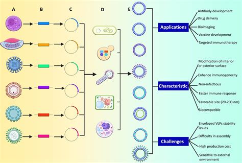 Frontiers Virus Like Particles Revolutionary Platforms For Developing Vaccines Against