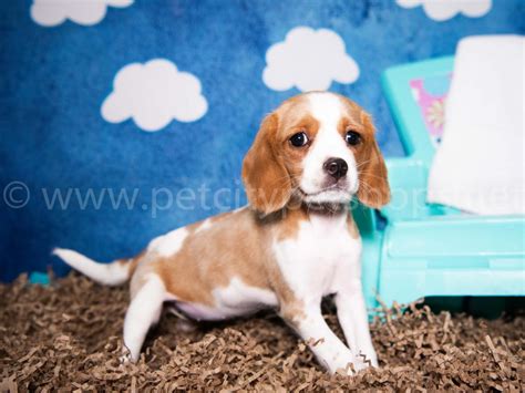 Cavalier/Beagle - Pet City Pet Shops