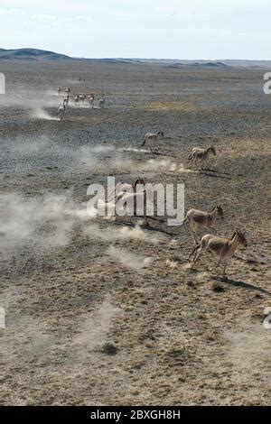 Altay Th June Aerial Photo Taken On June Shows Onagers