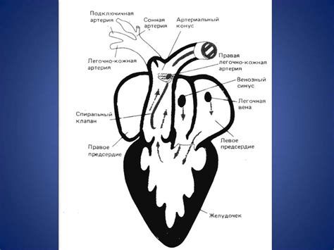 Распределение величин давления, скорости и объема крови в сосудах ...