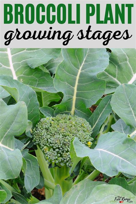 Broccoli Plant Growing In The Ground With Text Overlay That Reads How