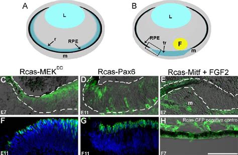 Figure 1 From Retina Regeneration In The Chick Embryo Is Not Induced By