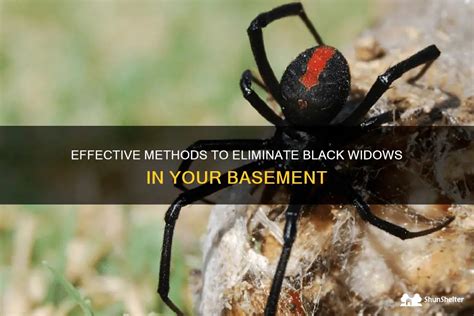 Effective Methods To Eliminate Black Widows In Your Basement ShunShelter