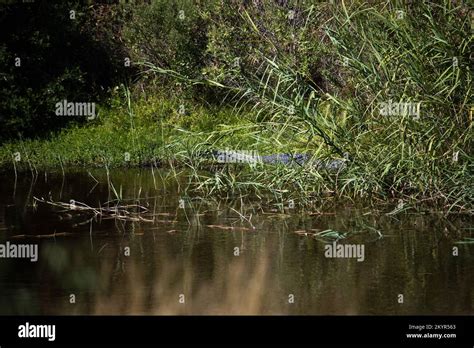 Scenes From Aransas National Wildlife Refuge Stock Photo Alamy