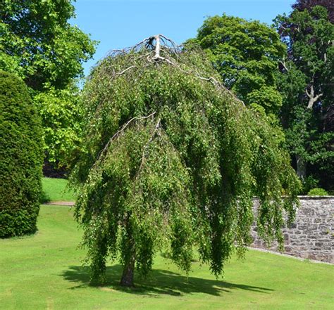 Betula Pendula Youngii Silver Birch Leafland Limited Best Price