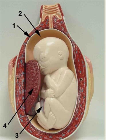 Fetus And Placenta Two Diagram Quizlet