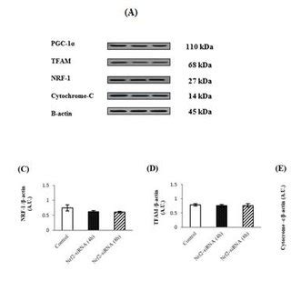 The Effects Of Nrf Silencing On Pgc Cytochrome C Nrf And Tfam