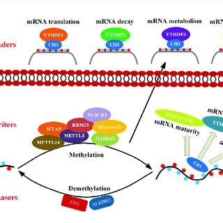 Mechanism Of M A M A Methylation Occurs Through Methyltransferase