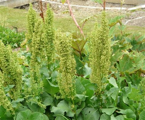 Щавель конский (Rumex confertus Willd.) - лекарственное растение ...
