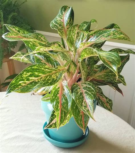 Types Of Indoor Plants Green