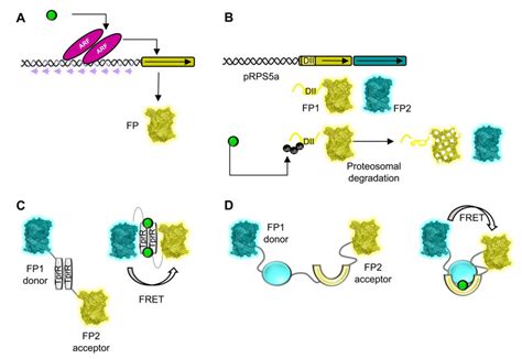 Design Principles Of Different Types Of Plant Hormone Sensors A Dr5