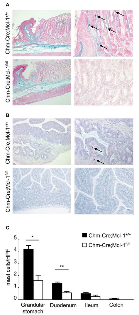 Frontiers Chymase Cre Mcl 1fl Fl Mice Exhibit Reduced Numbers Of