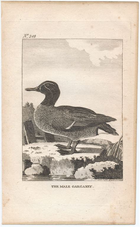 Duck Print Antique Prints Of Ducks