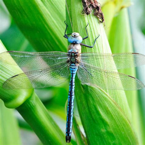 How To Welcome Dragonflies To Your Garden