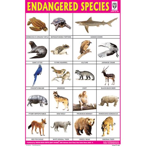 Endangered Animals List With Pictures