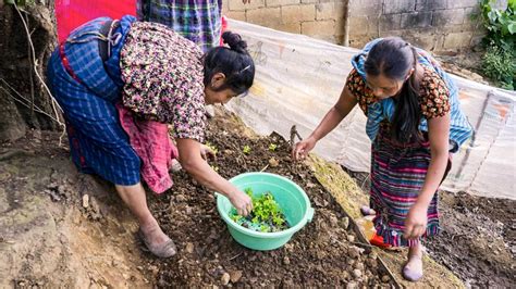 M S De Mil Especies De Flora Y Fauna En Los Huertos Familiares De