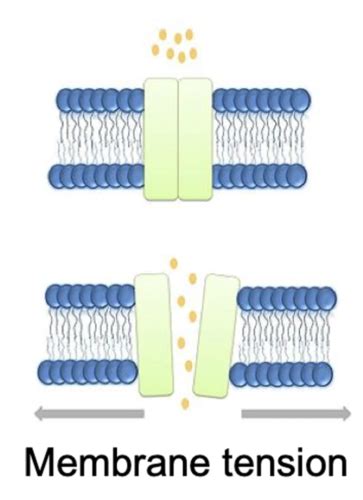 Studying Ion Channels and Membrane Currents Flashcards | Quizlet